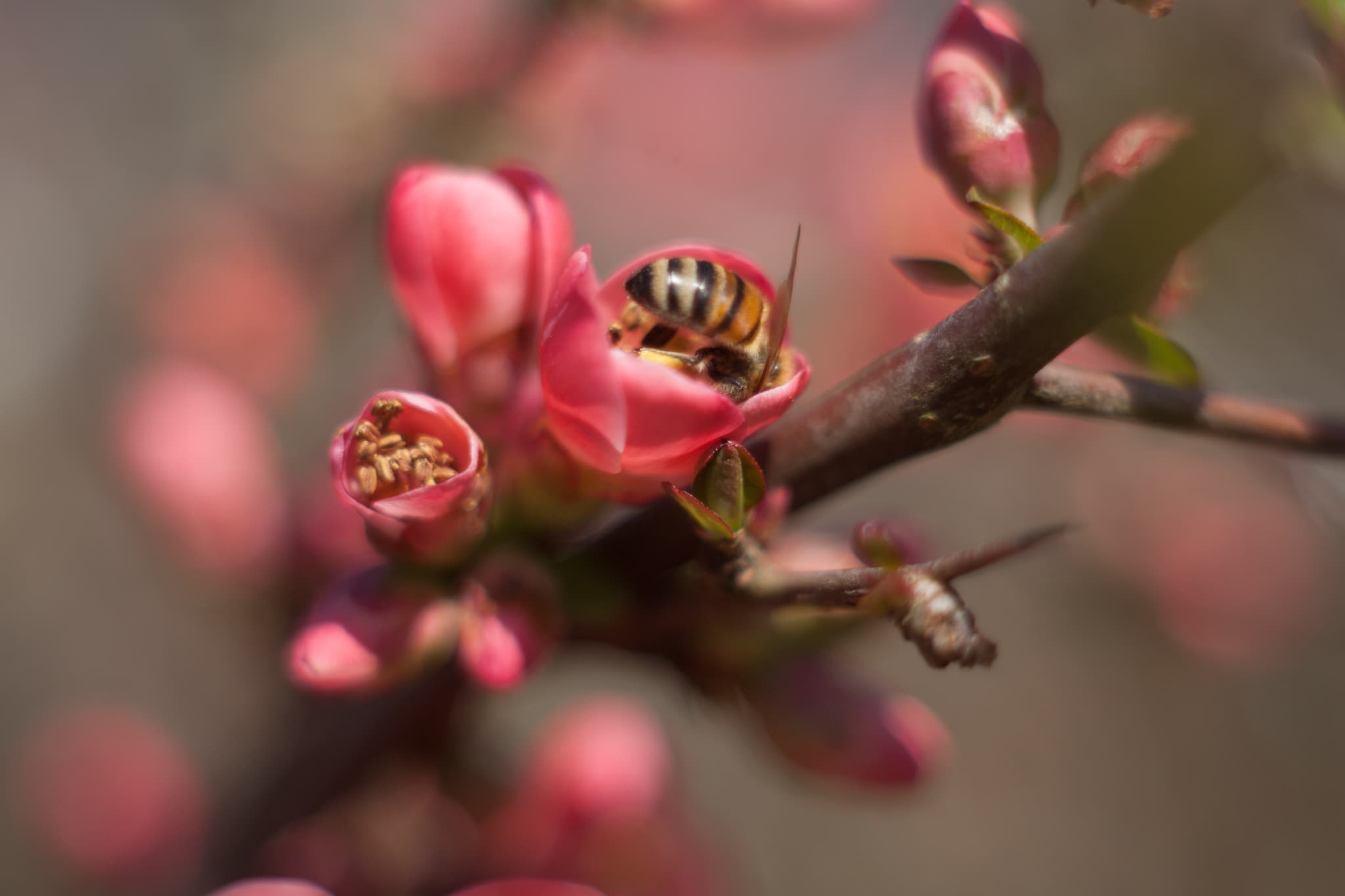 St FIRMIN SUR LOIRE - Du miel dans les salades-bourgeons