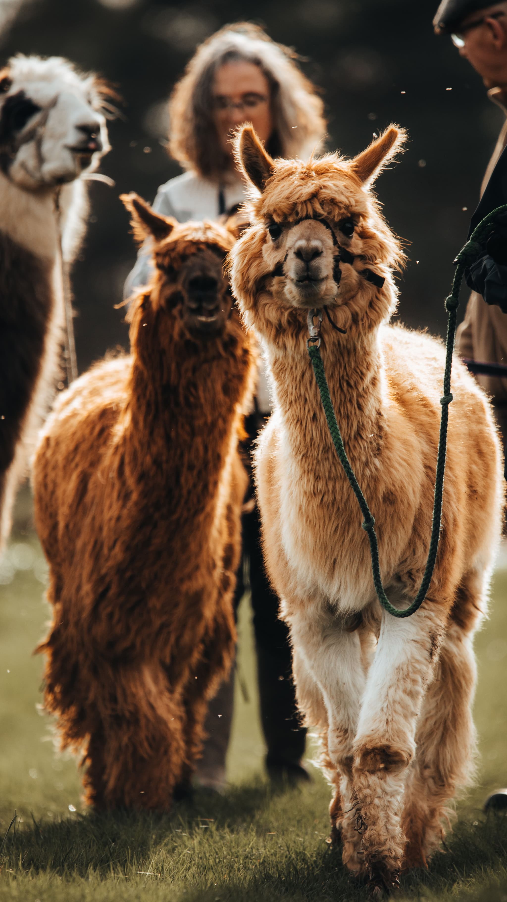 Balades Lama Emoi