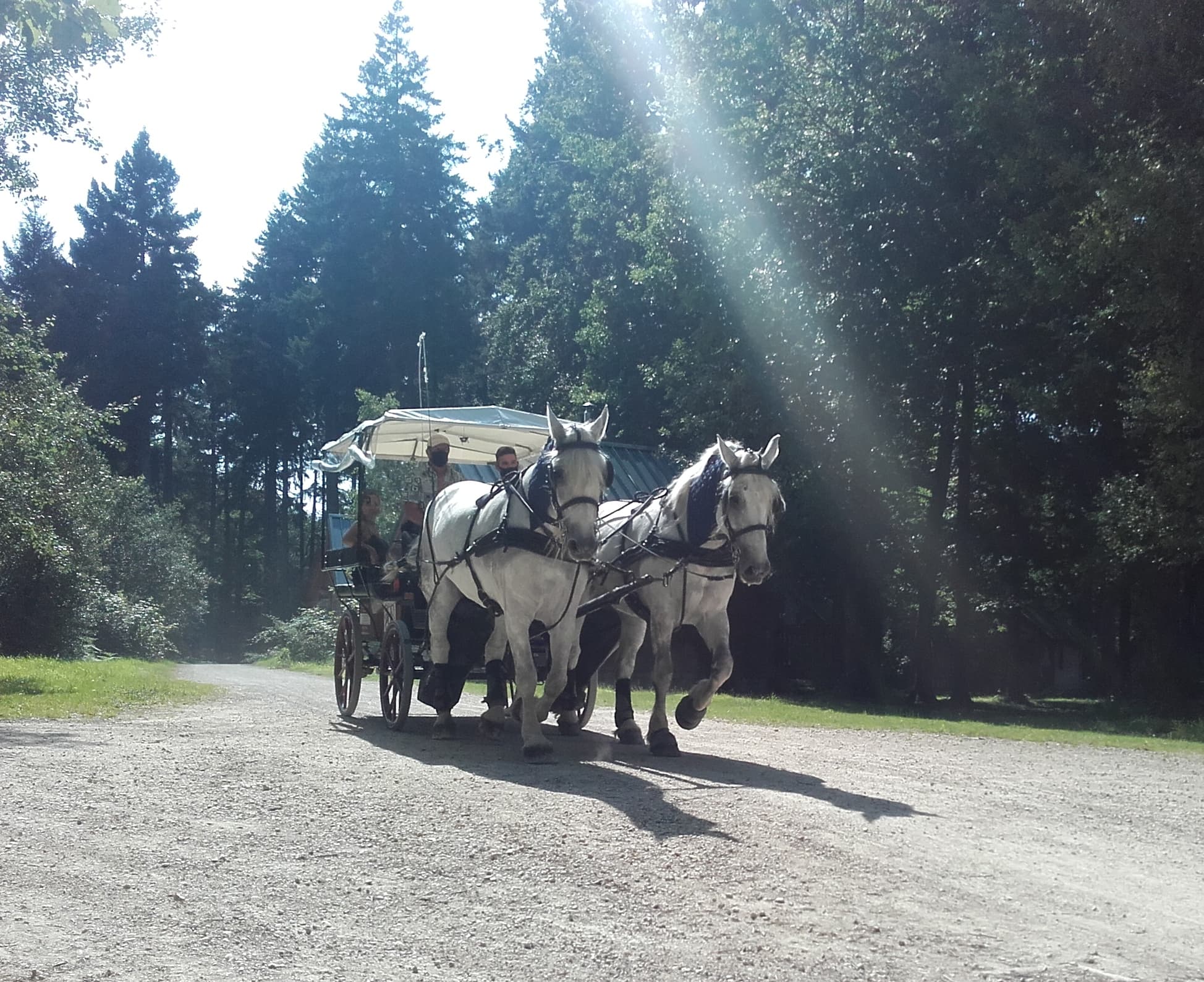 LES CALECHES DU PERCHE (7)