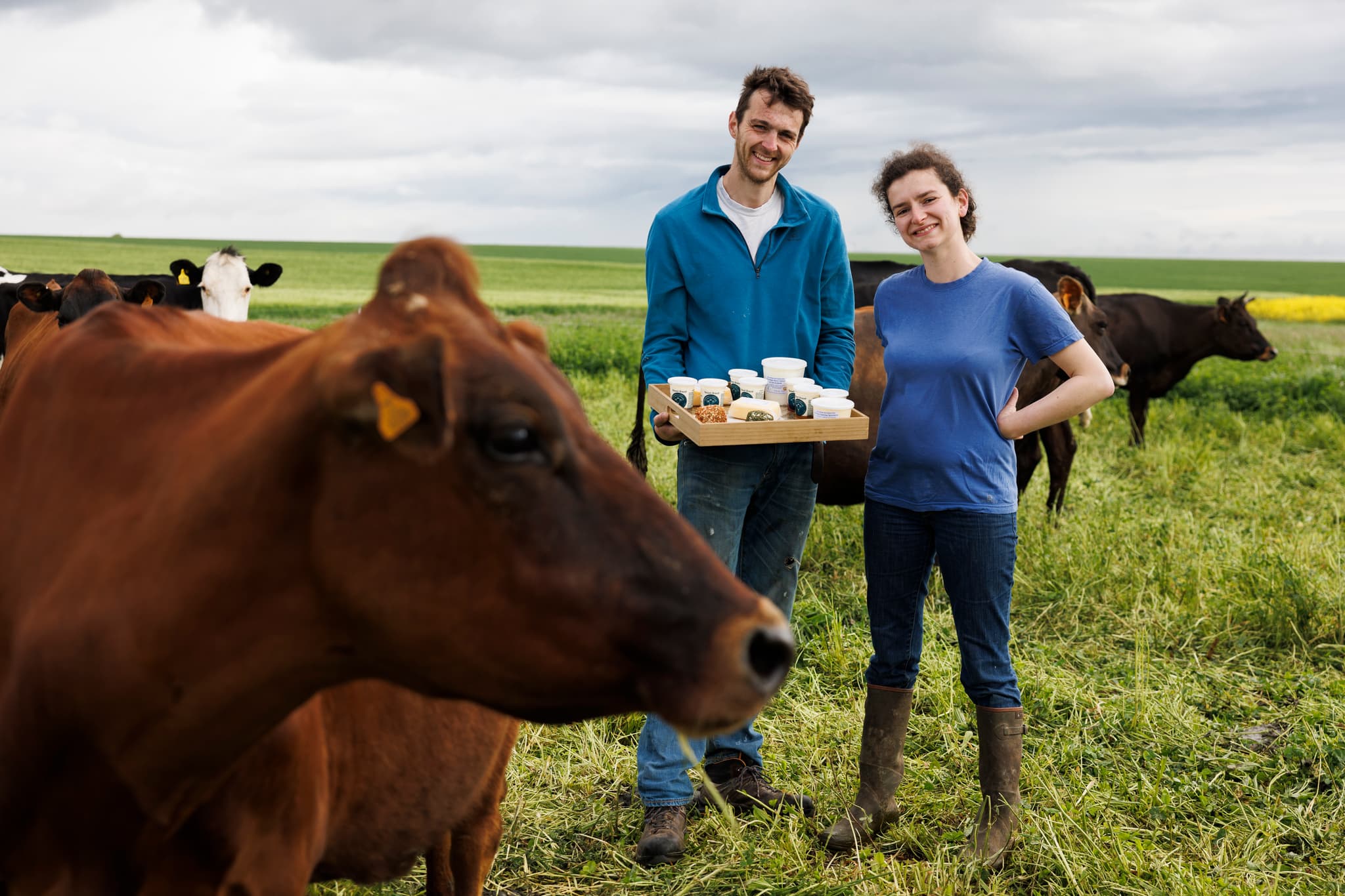 Les vaches de Fadainville