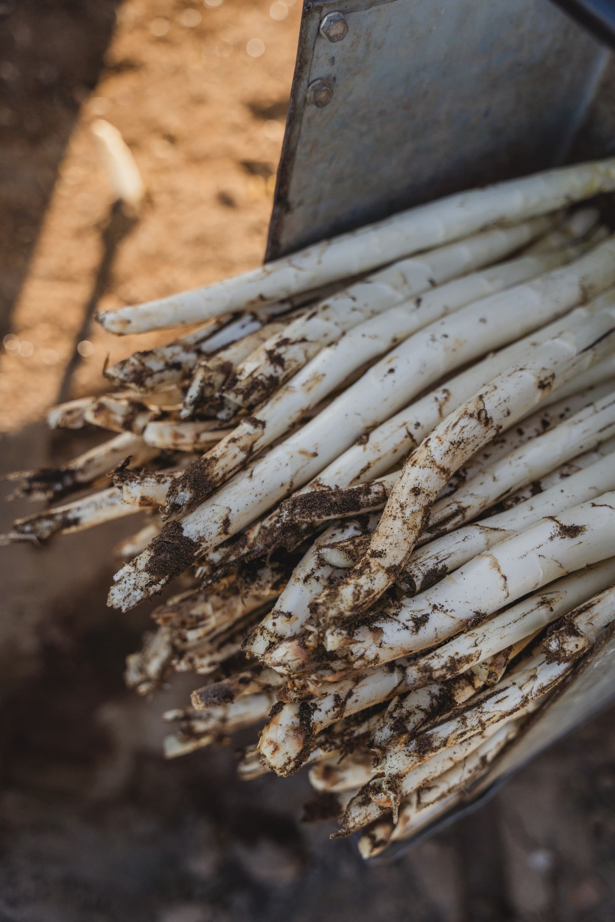 Mon carré d'asperges