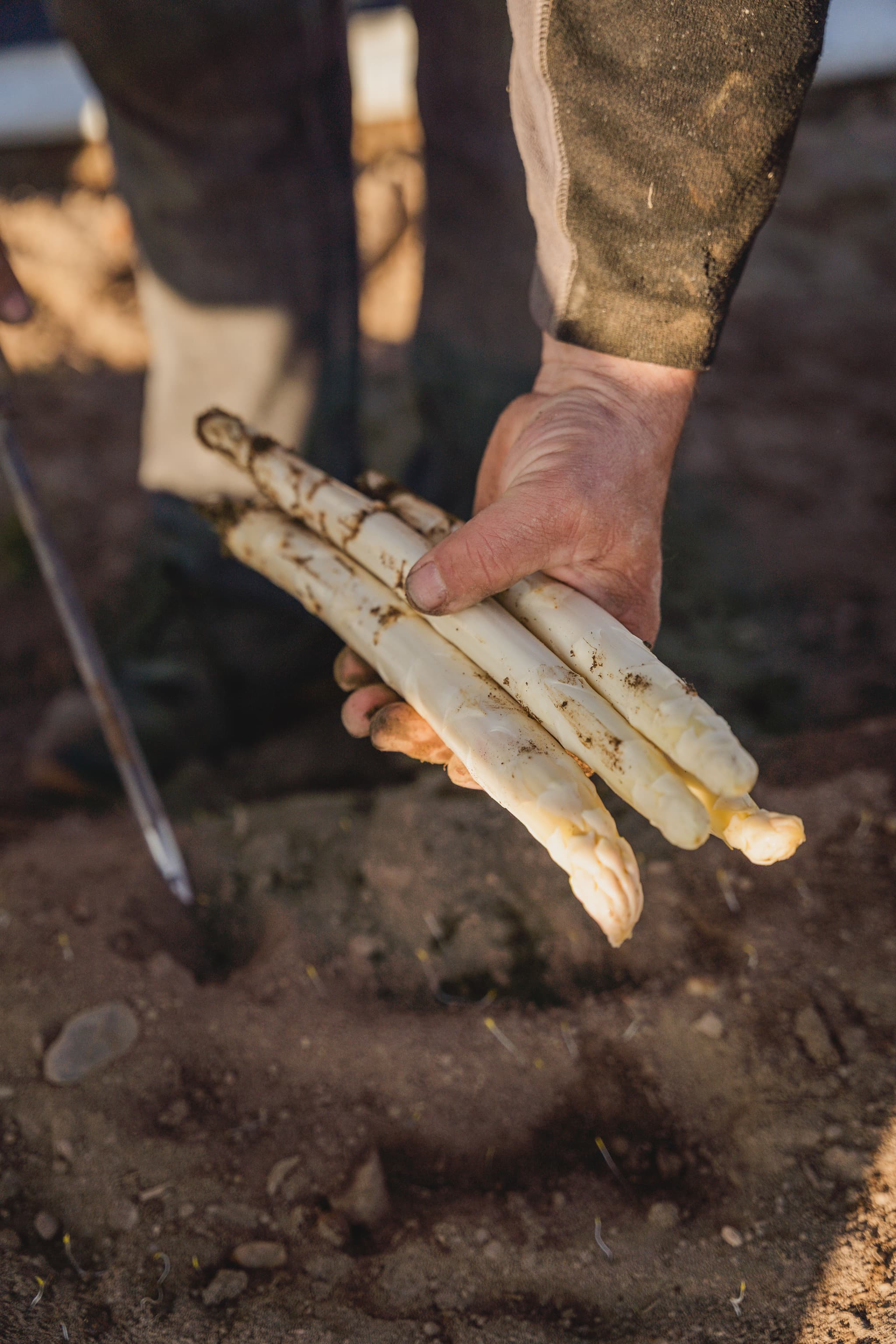 Mon carré d'asperges