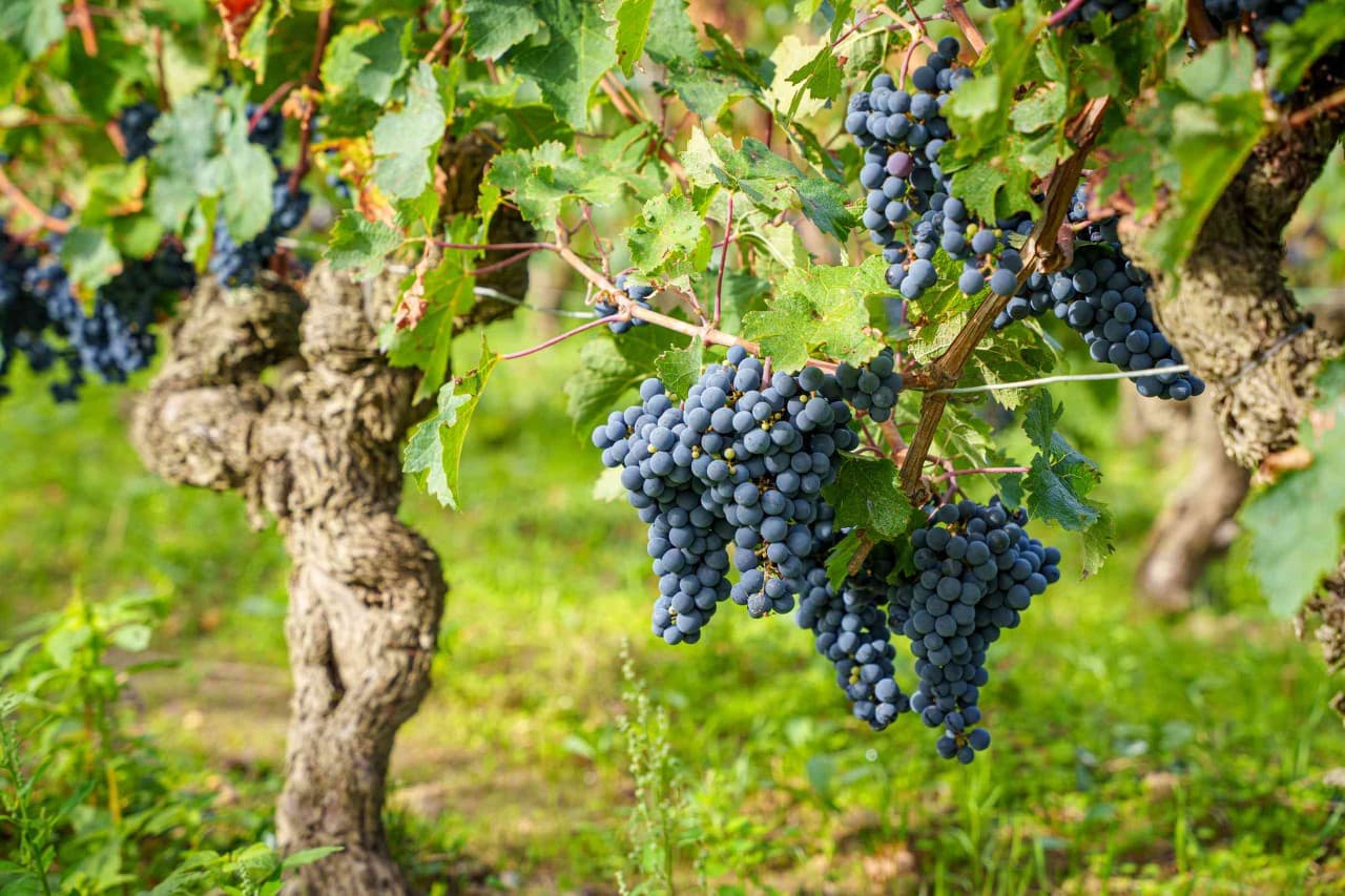 Nos vignes - Domaine de la Chapelle