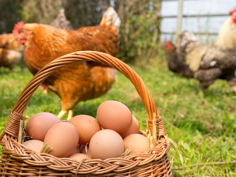 Oeuf-Rosnay