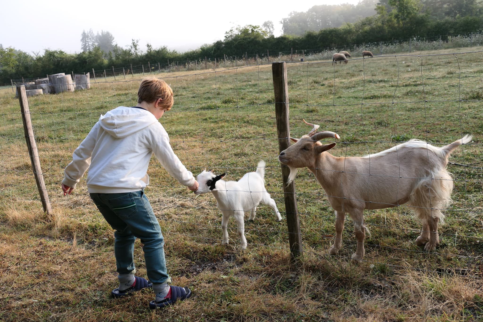 Nos animaux