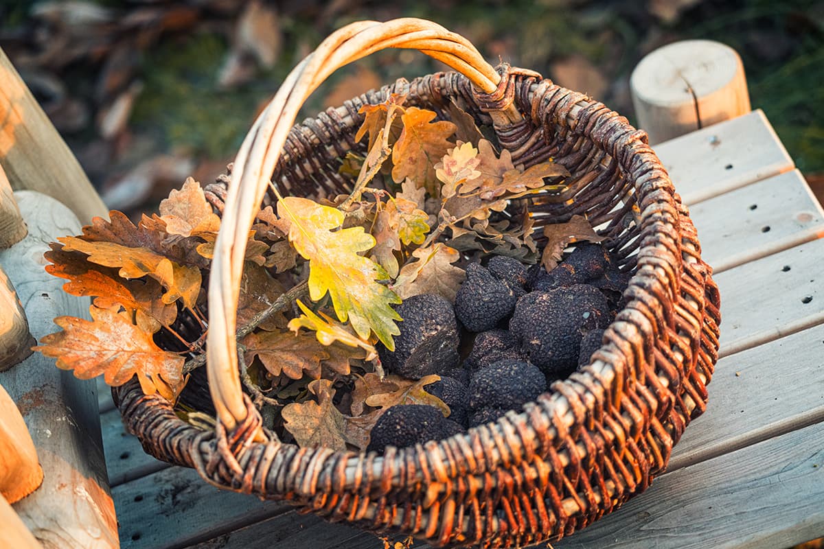 Panier truffes