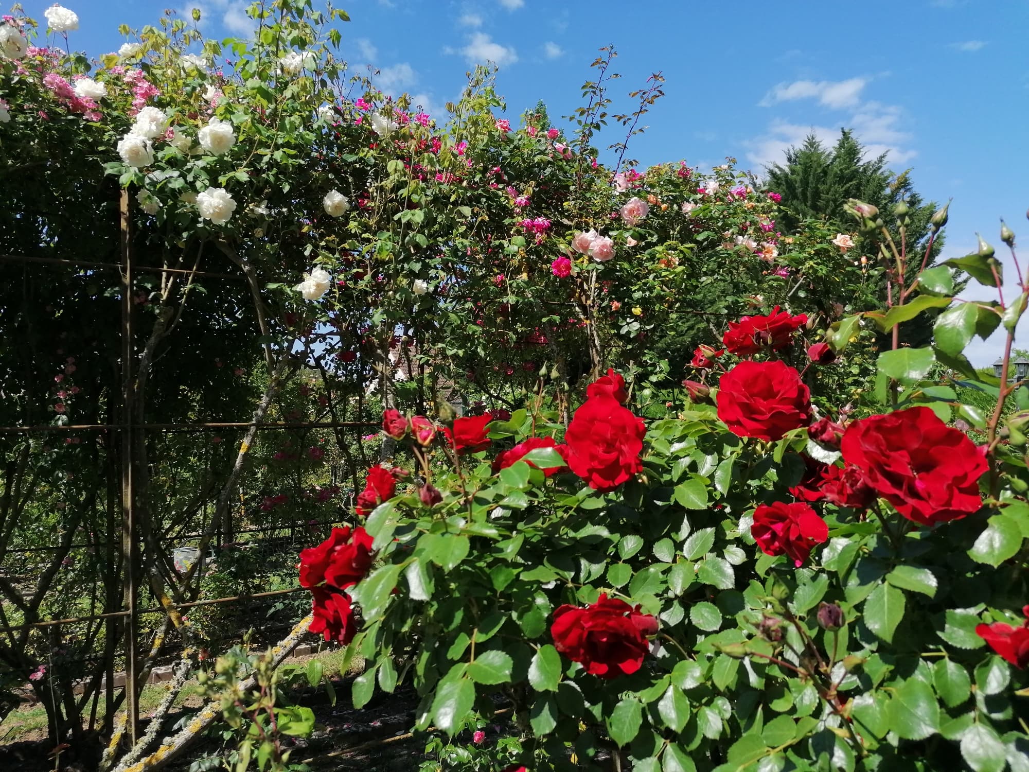 Pergola1-15Mai2022
