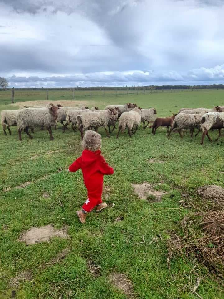 Enfant et moutons