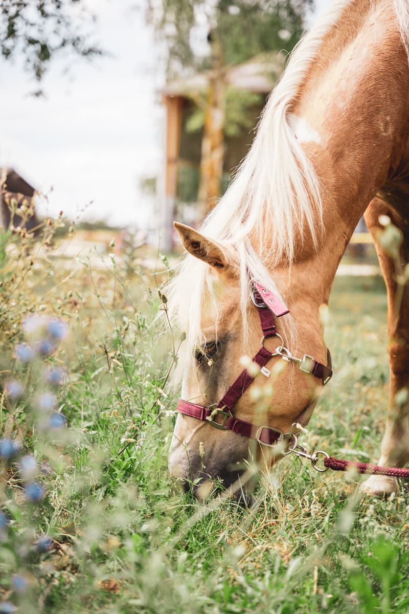 Poney Club des 5 Arpents