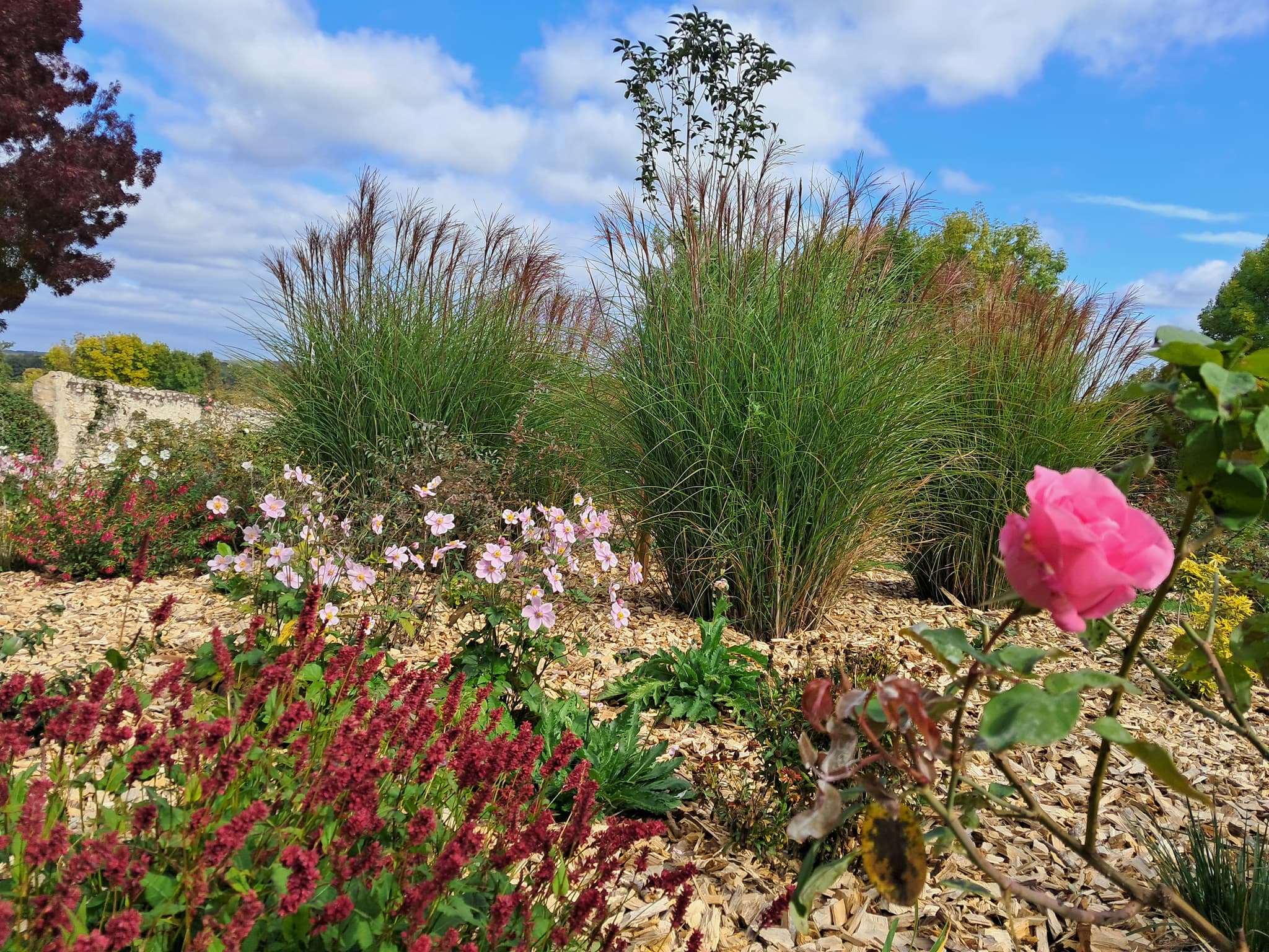 Roseraie gourmande Beaulieu sur Loire - jardin des 5 sens -14 octobre 2026 - I Rémy (1)