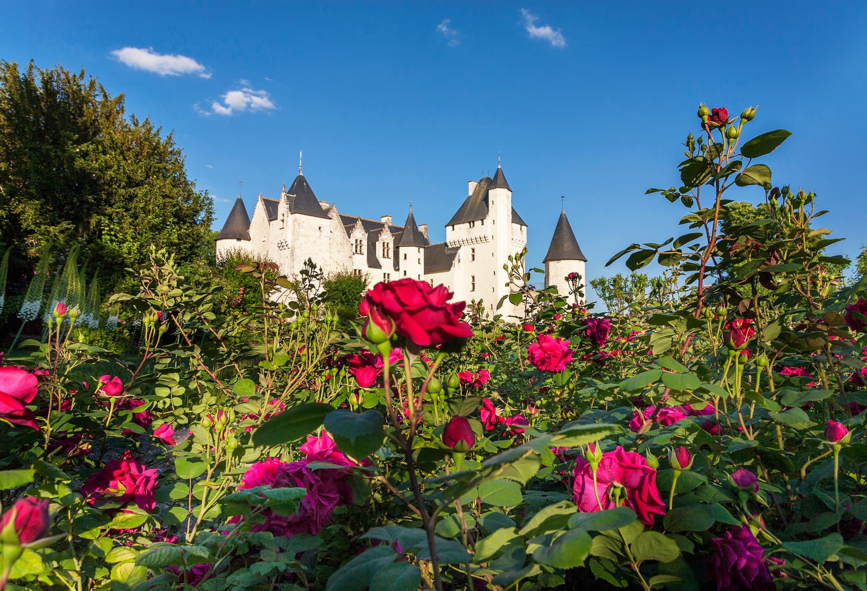 Roses au Rivau.9694 ©ChateauduRIvau -