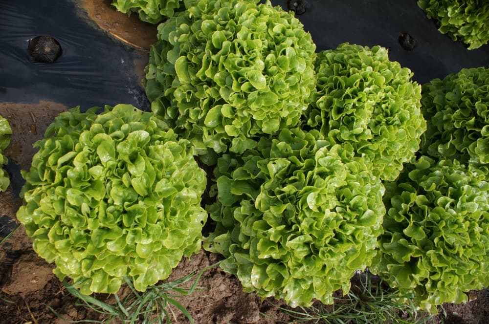Salades Potagers de l'Ascanne
