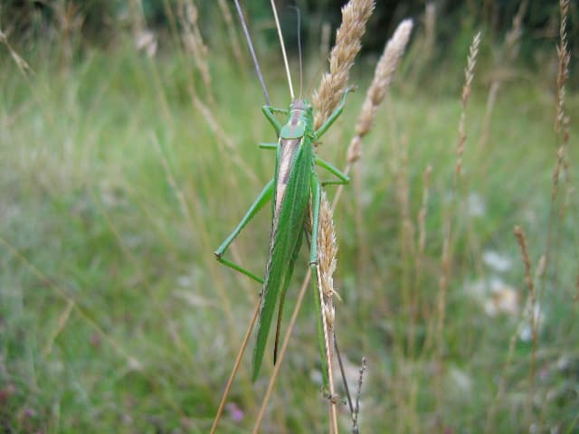 Tettigonia viridissima 2_JB-Bourdin