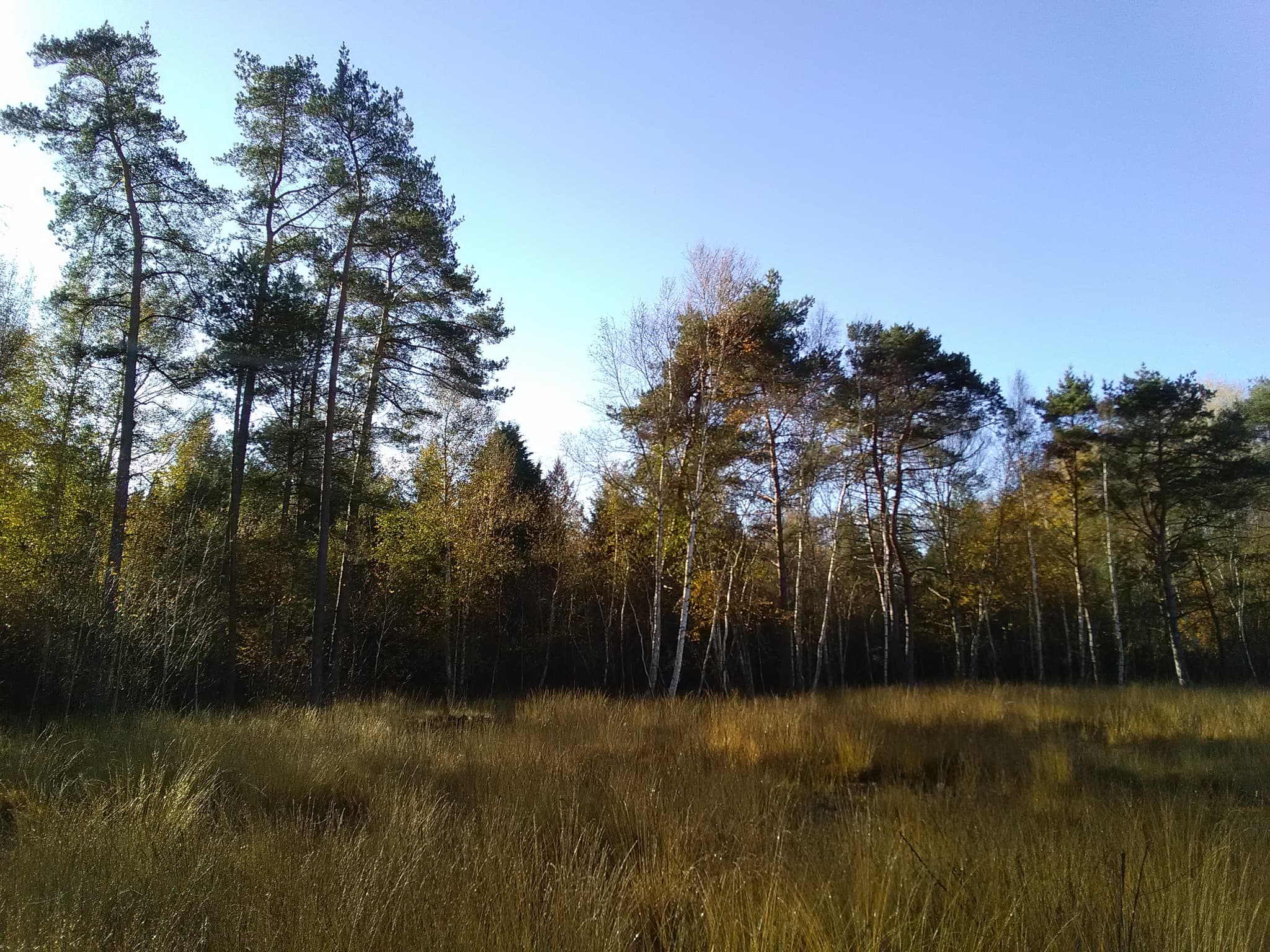 Tourbiere des Landes