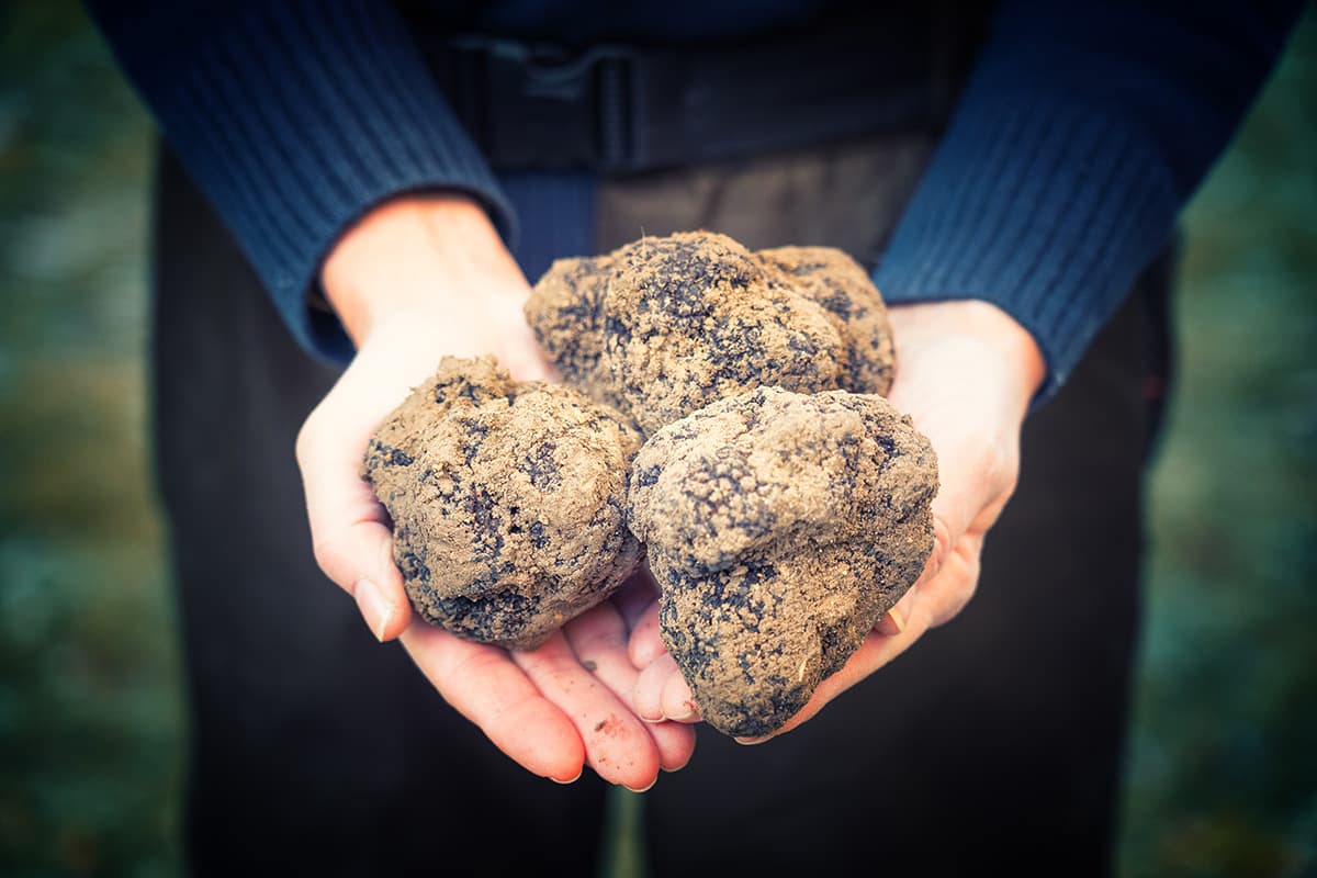 Truffes