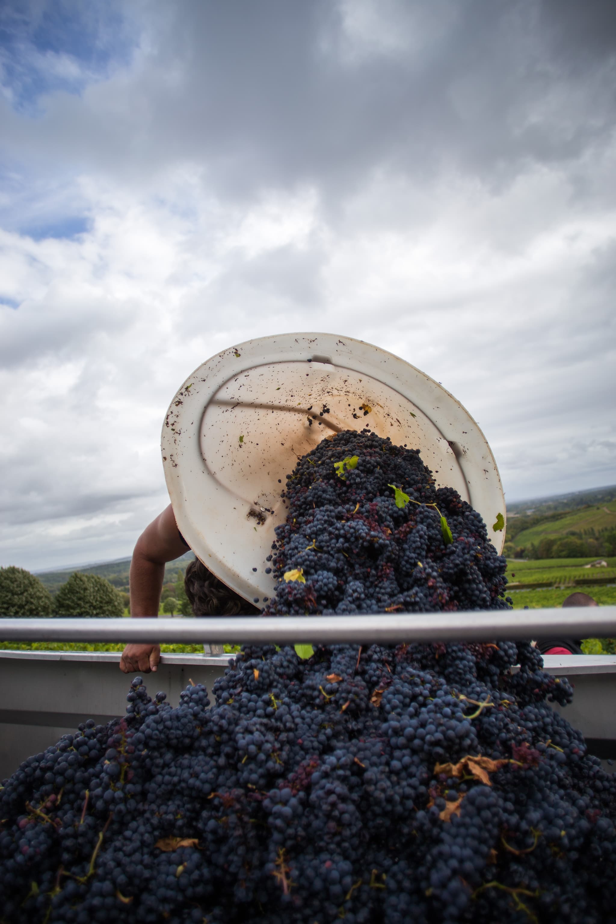 Vendanges