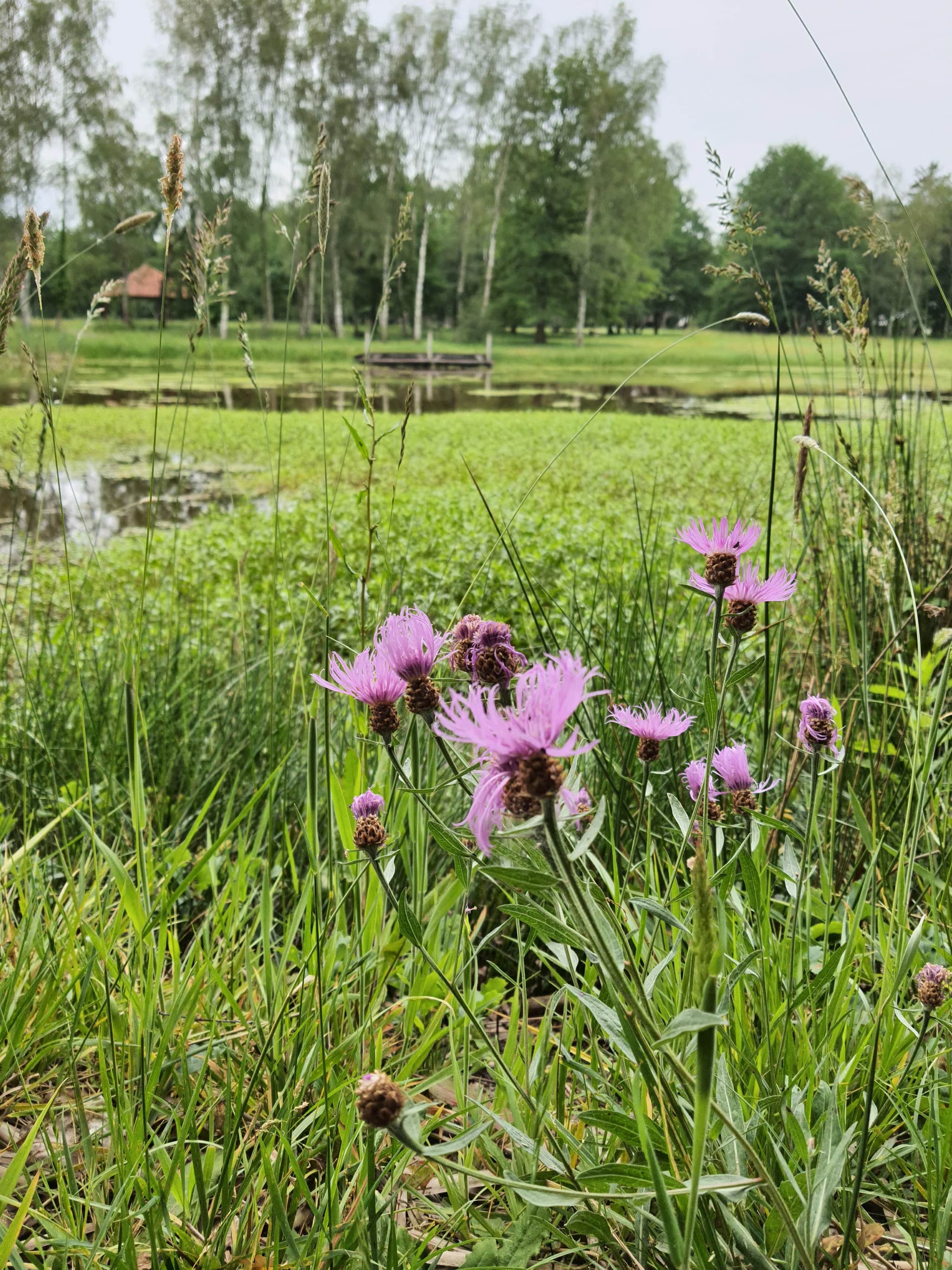 aire-de-pique-nique-menestreau-en-villette-etangs-du-cugnou-nature