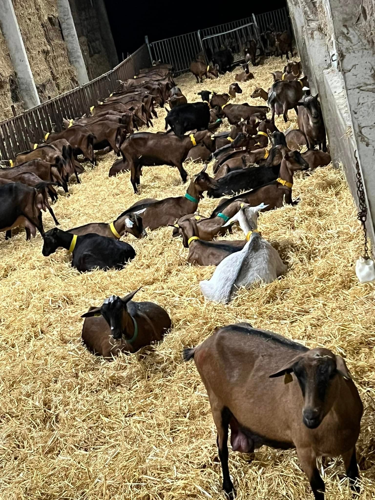 Chevres Caprimarnes