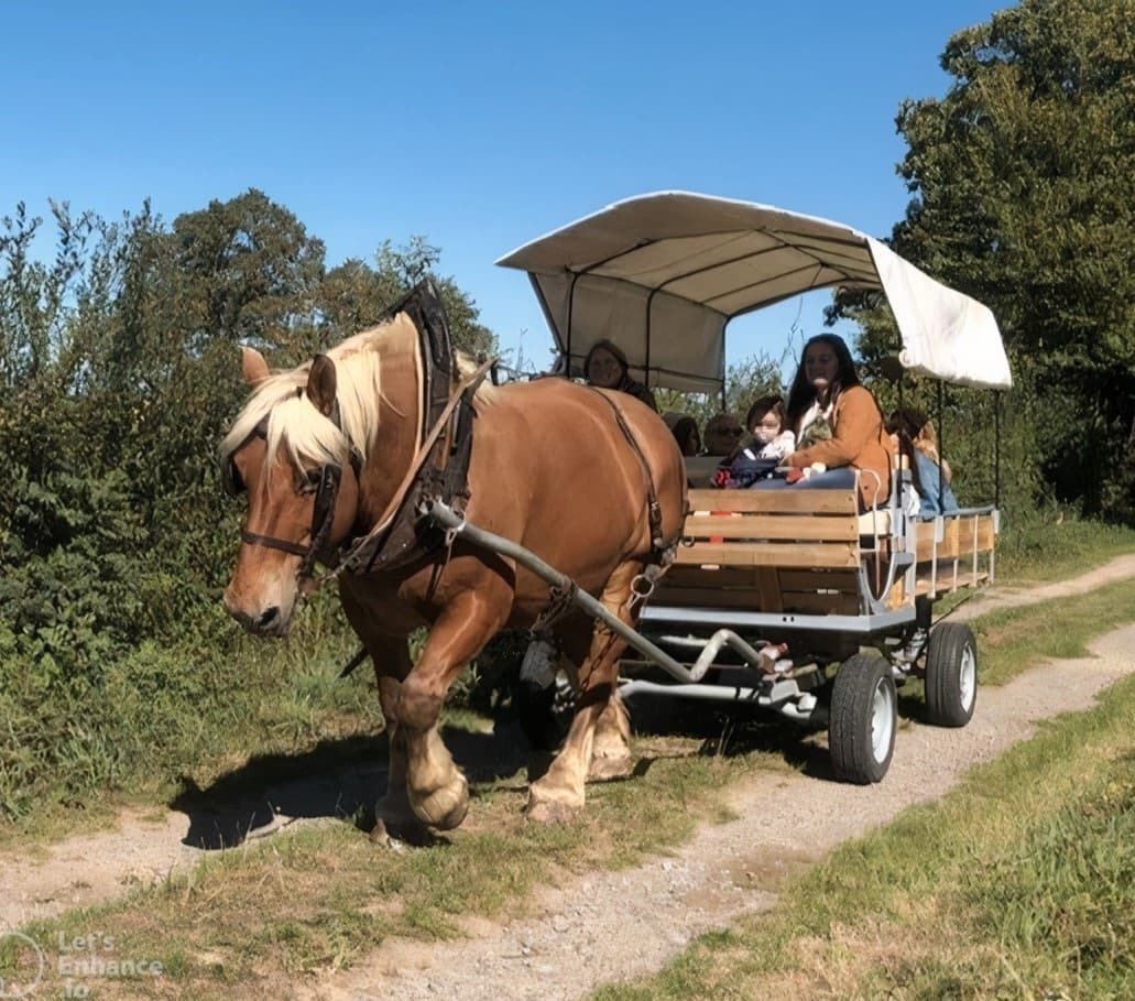 balade en calèche