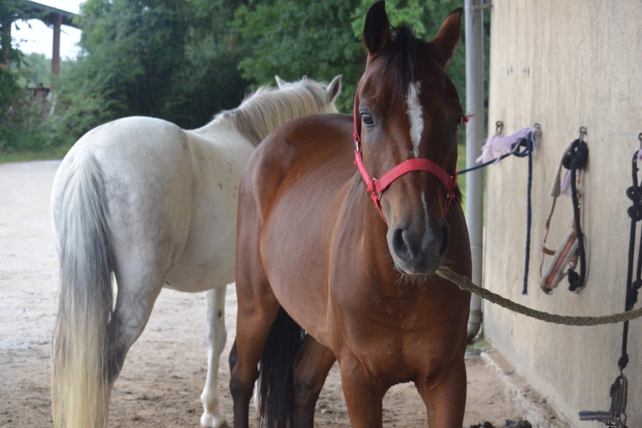 centre-equestre-sennly-ecurie-saint-maurice-poneys