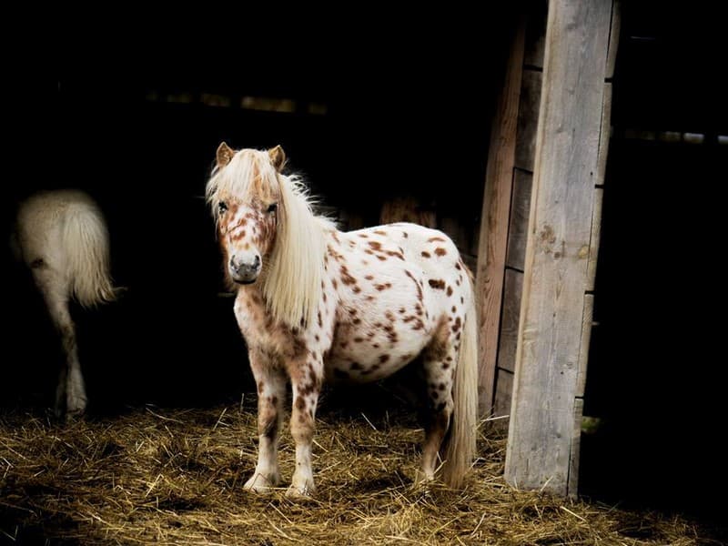 centres-equestres-la-ferte-saint-aubin-poney-club-de-vinauger-poney