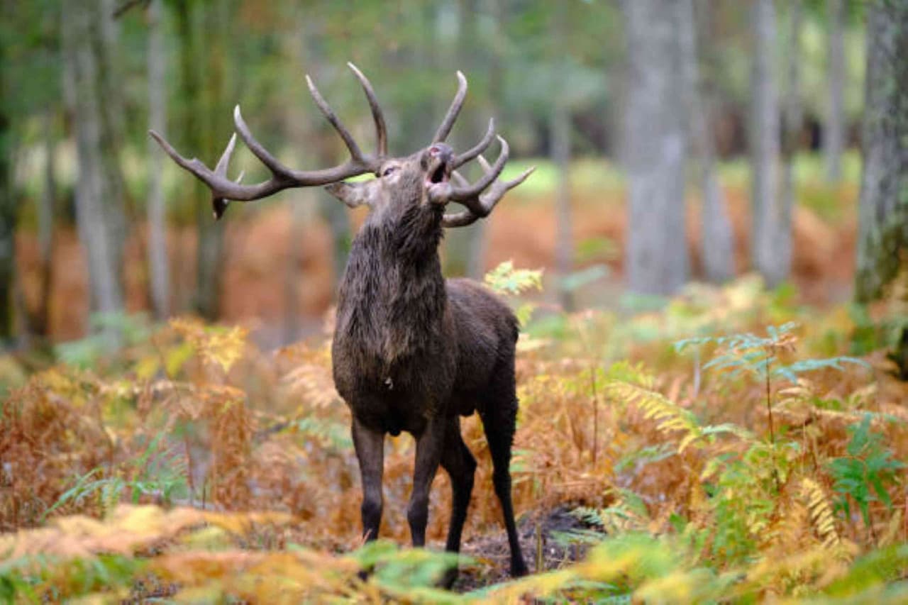 cerf2