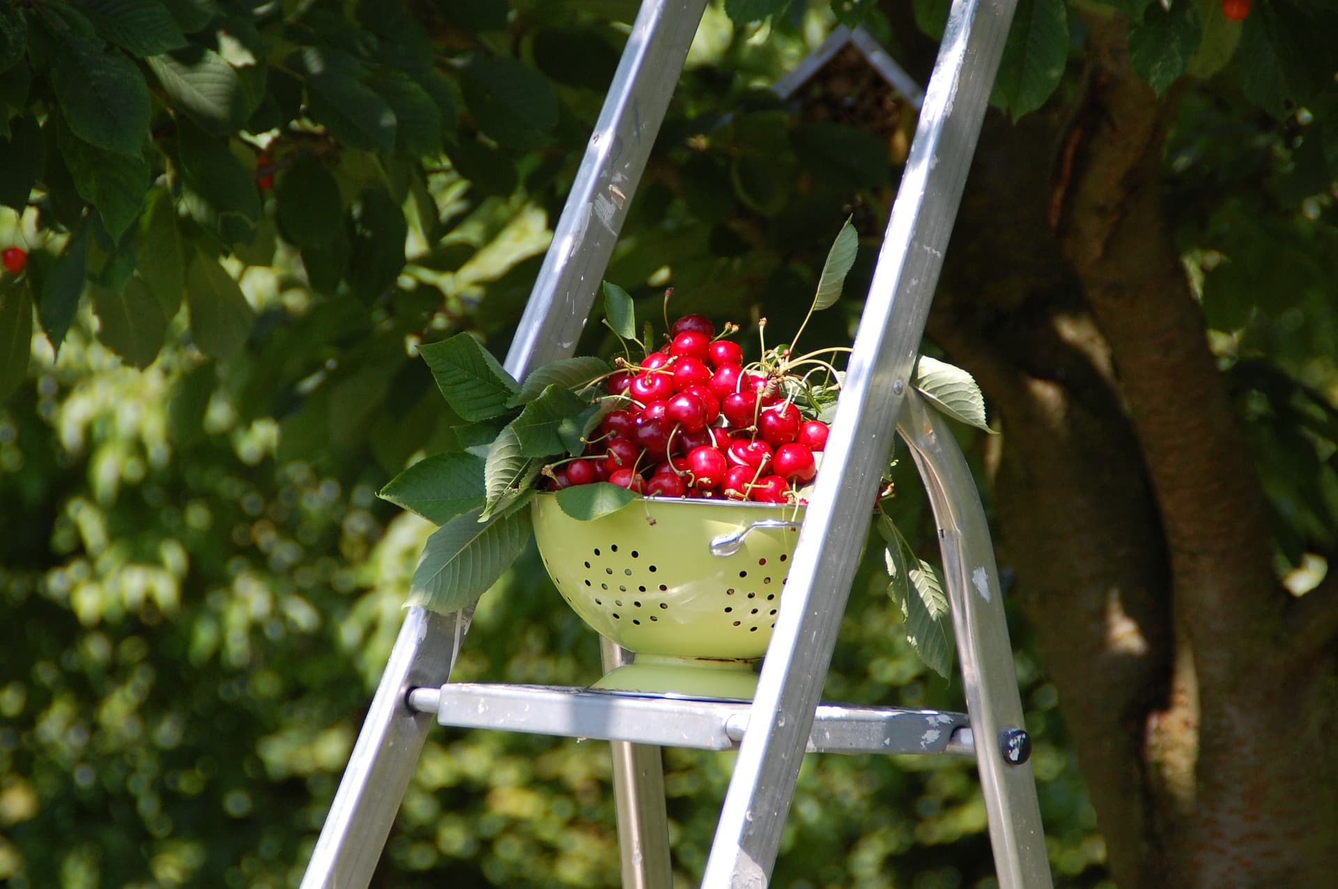 Les fruits de la Masure