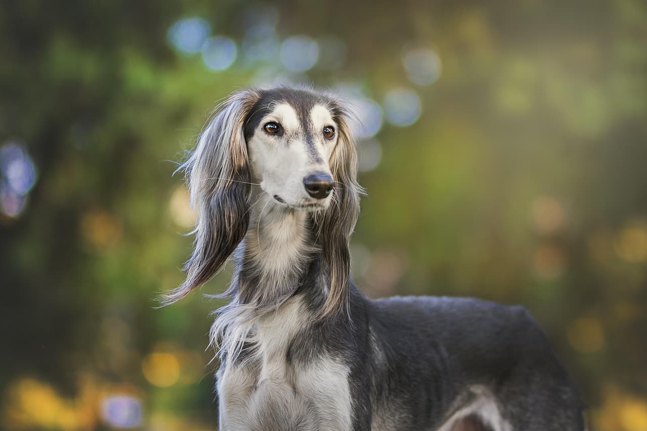 chien animal compagnie levrier race puce