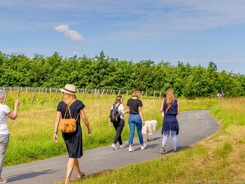Domaine Nicolas Paget - Vignes - Rivarennes