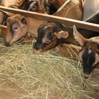 Ferme des Chapotons