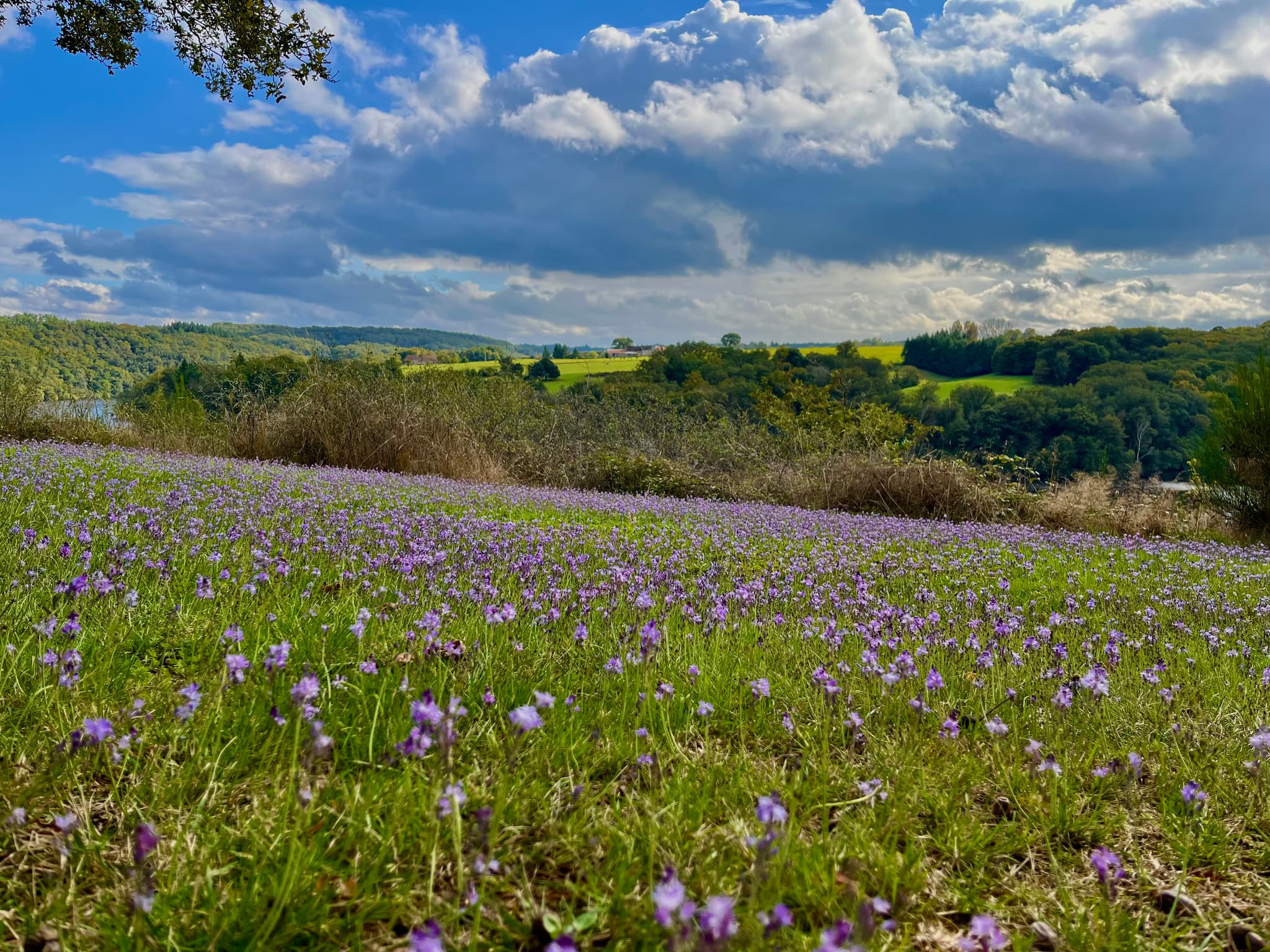 fleurs violettes (3)