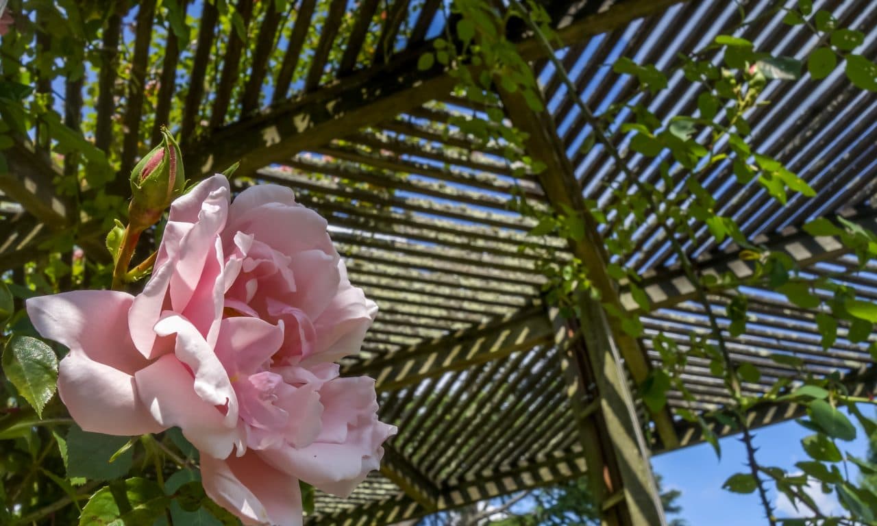 jardin des plantes - orleans 2016_06_07_739-1280x768