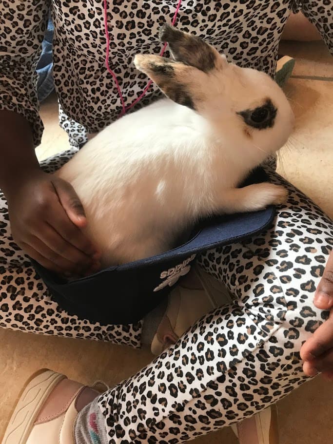 lapin animation ferme pedagogique de prunay blois loir et cher indre et loire