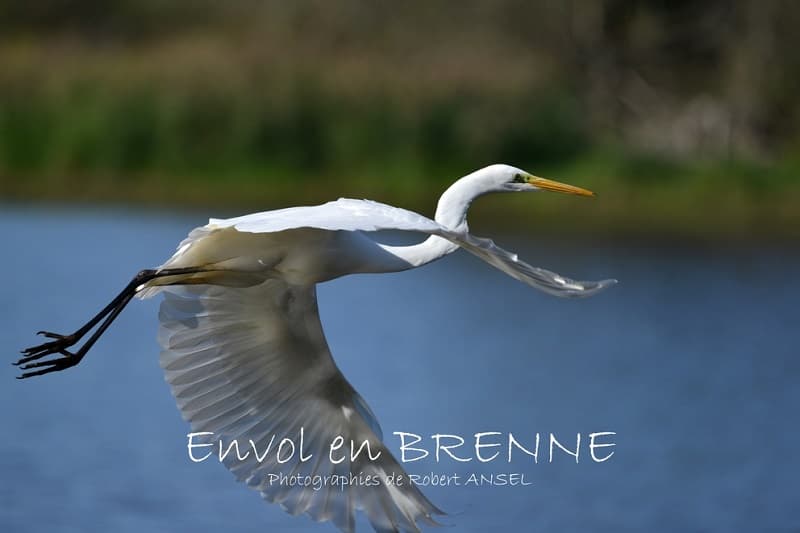 Livre Envol en Brenne