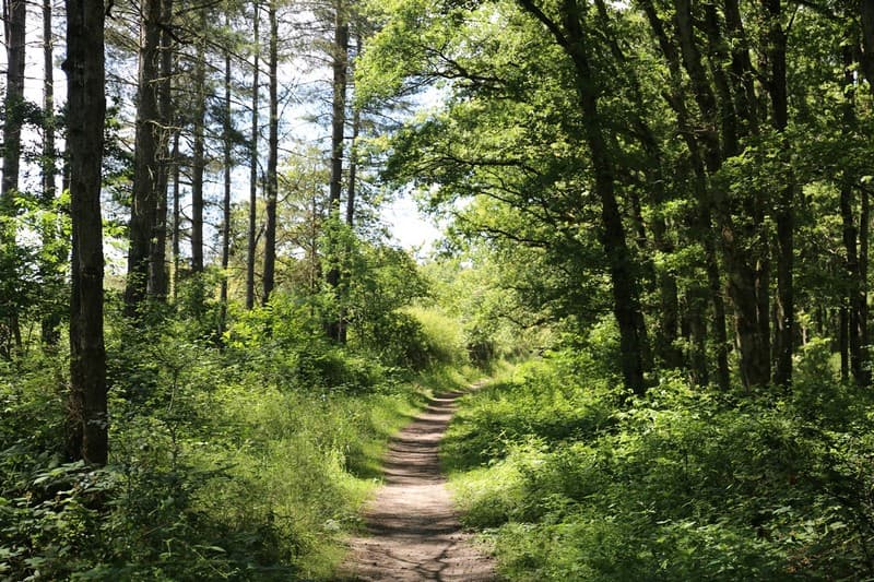 parc-ardon-les-dolines-de-limere-chemin-sentier-forestier
