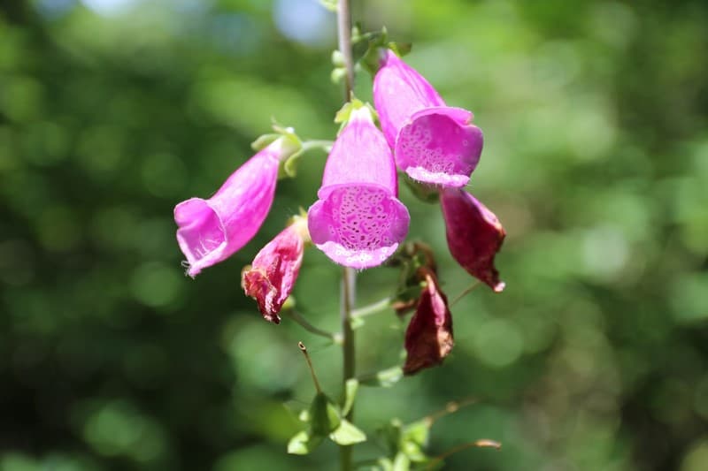 parc-ardon-les-dolines-de-limere-fleurs
