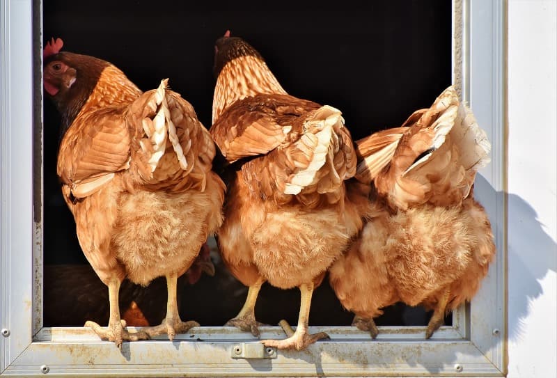 poule-