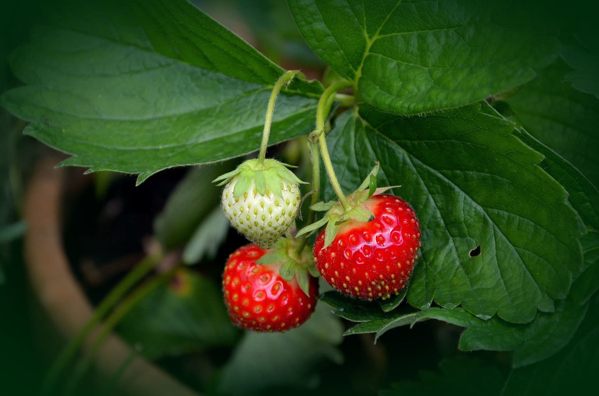 strawberry-plant-751178-1920