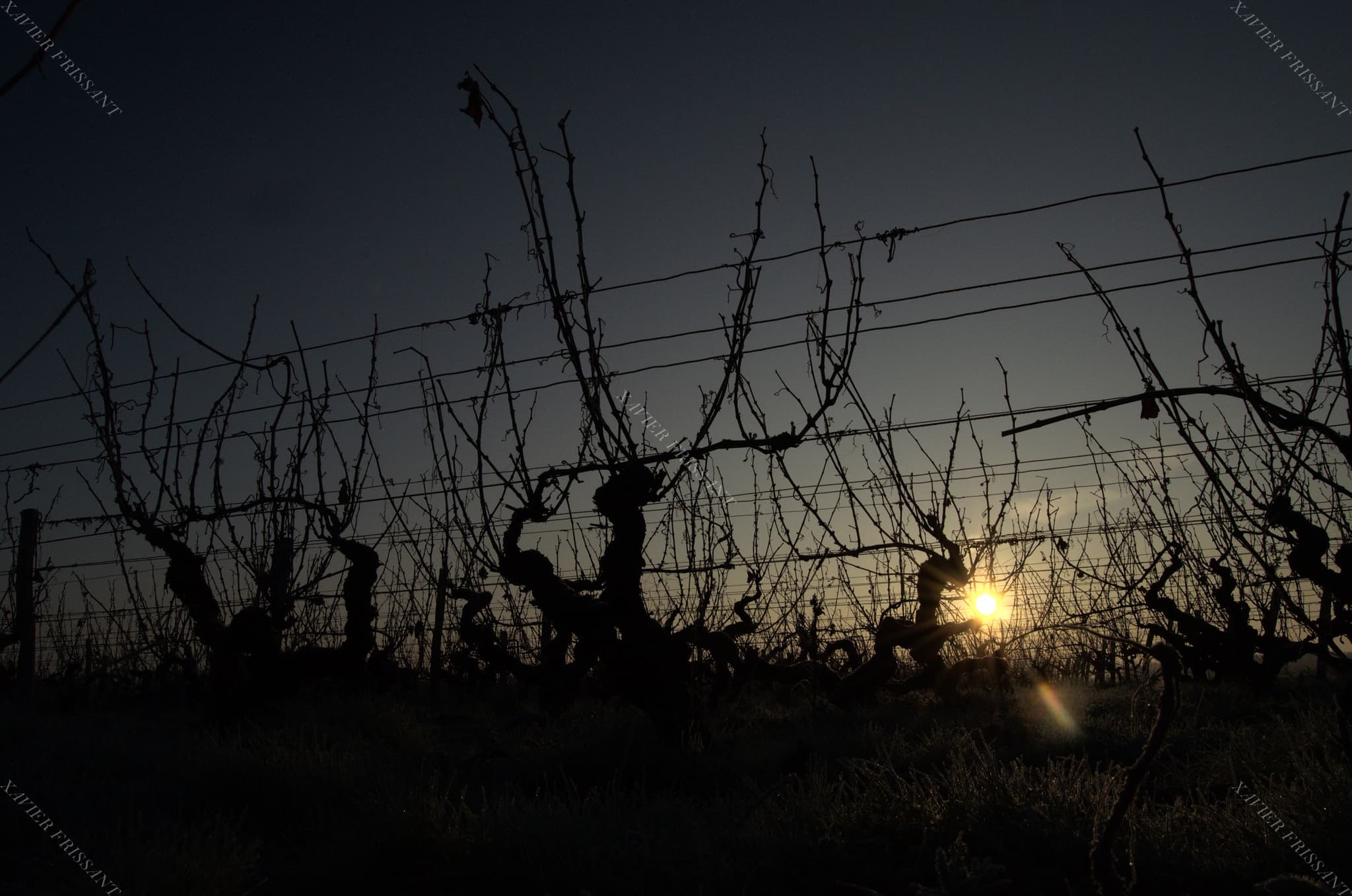 xavier_frissant_vigneron (3)