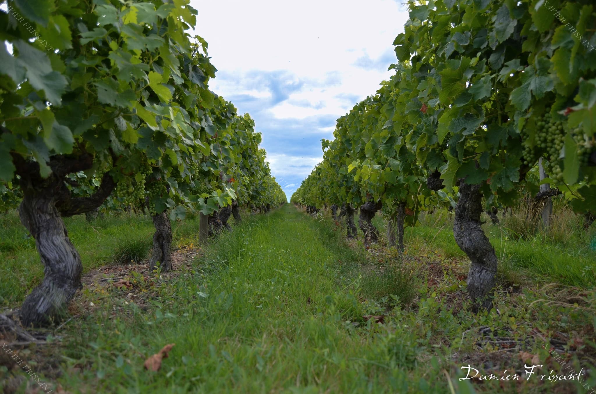 xavier_frissant_vigneron (8)