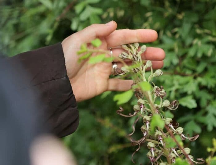 Balade botanique aux jardins du château
