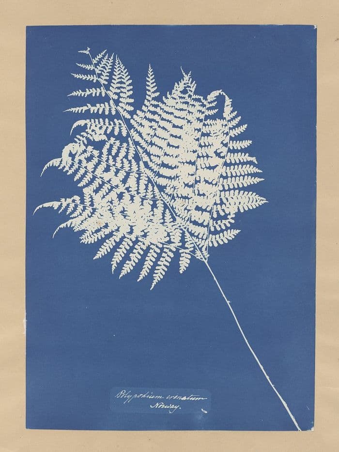 Atelier Cyanotype à la Micro-Folie & collection Guyane Martinique, Guadeloupe