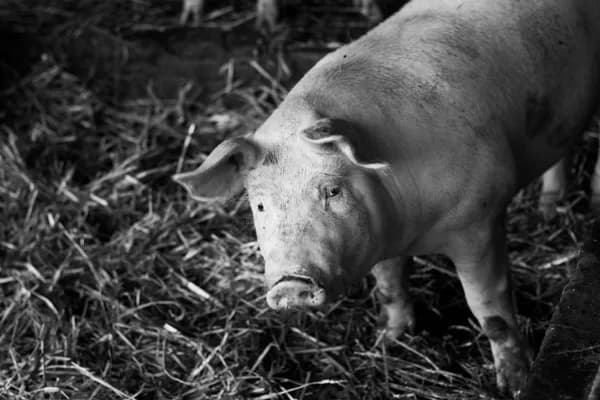 SAS des Trois Pastres - La Charcuterie de Ma Grand-Mère