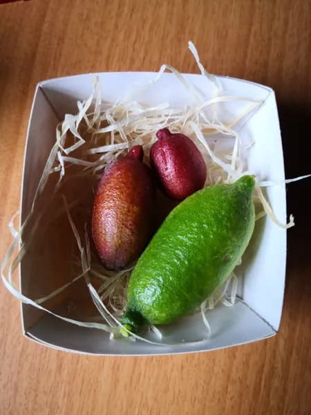 Les jardins de l'instant végétal