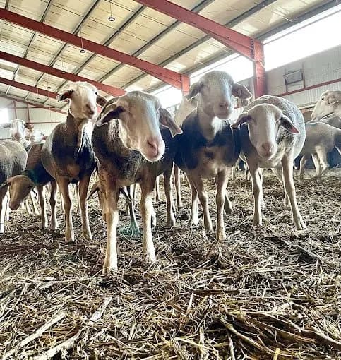 Visite de ferme - GAEC de la Carayrade à Buzeins
