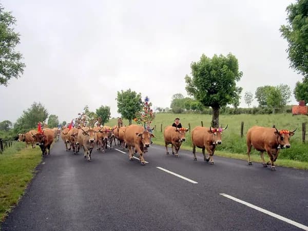vaches Aubrac en Transhumance