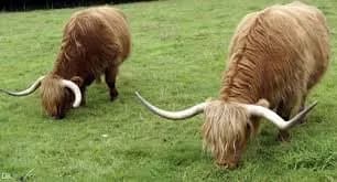 vaches