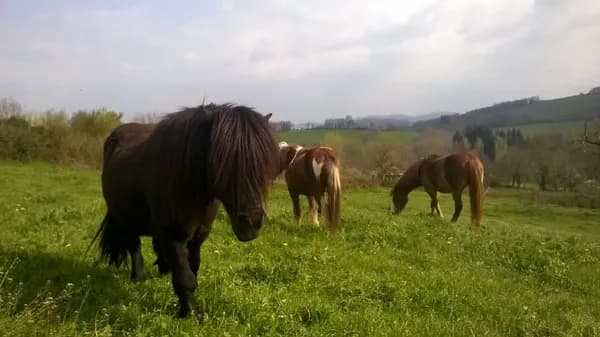 Ferme équestre de Canteperdrix
