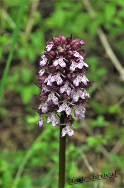 Orchidées sauvages.