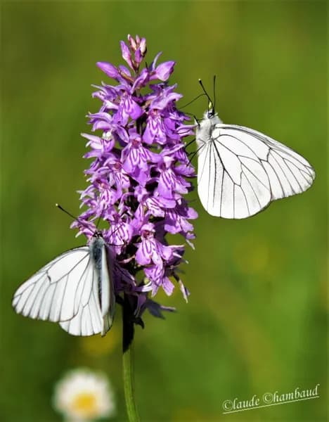 Gazés ou Piéride de l'aubépine sur une orchidée.